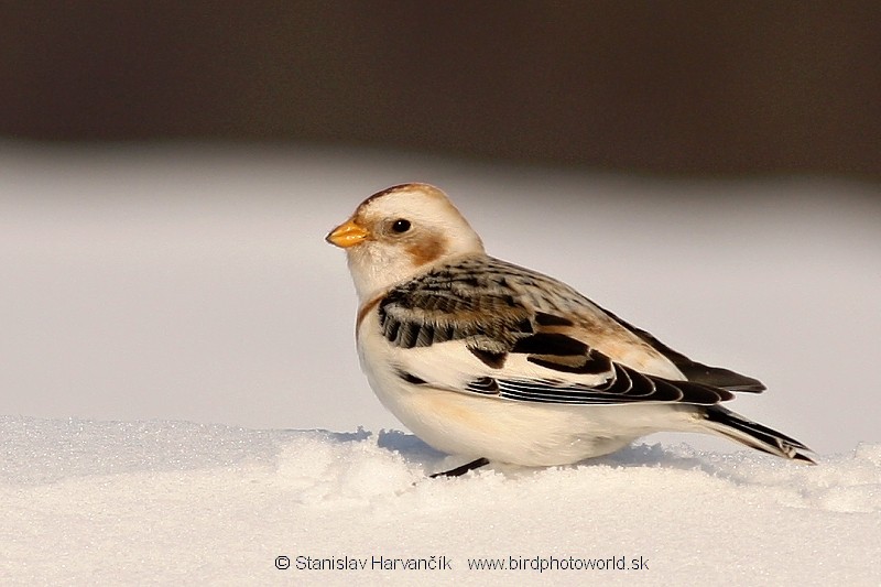 Snow Bunting - ML204385111