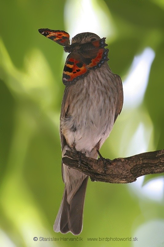 Spotted Flycatcher (Spotted) - ML204385431