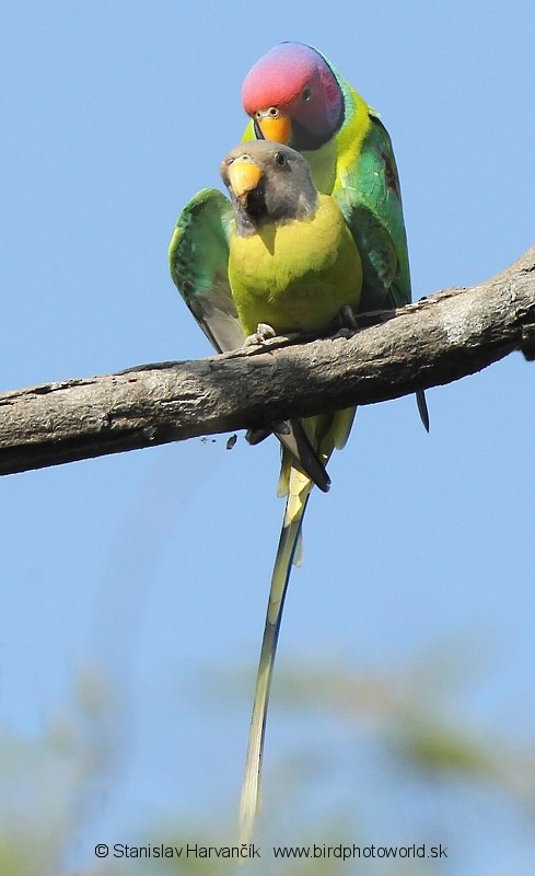 Plum-headed Parakeet - ML204385481