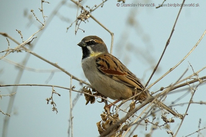 Мессопотамский воробей (moabiticus) - ML204385881