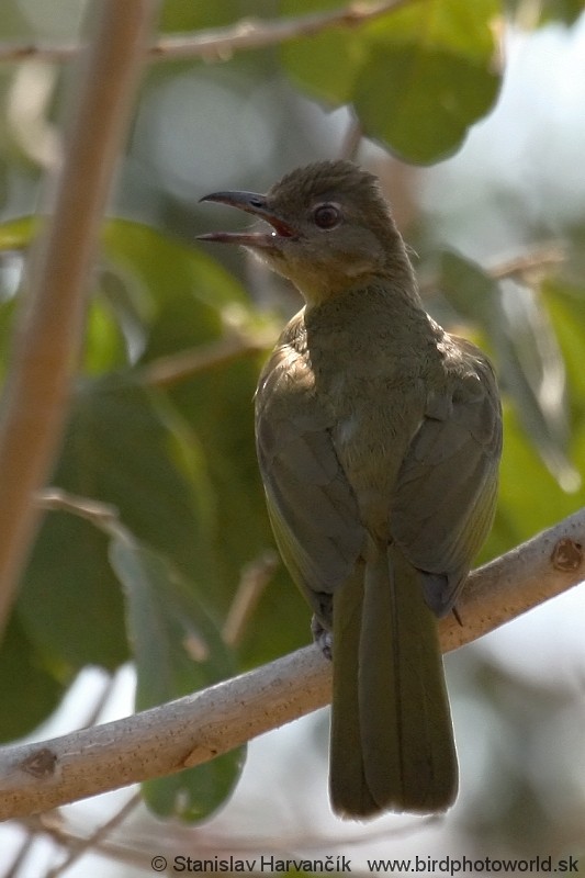 Yellow-bellied Greenbul - Stanislav Harvančík