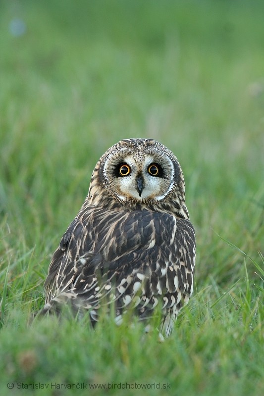 Short-eared Owl (Northern) - ML204386451