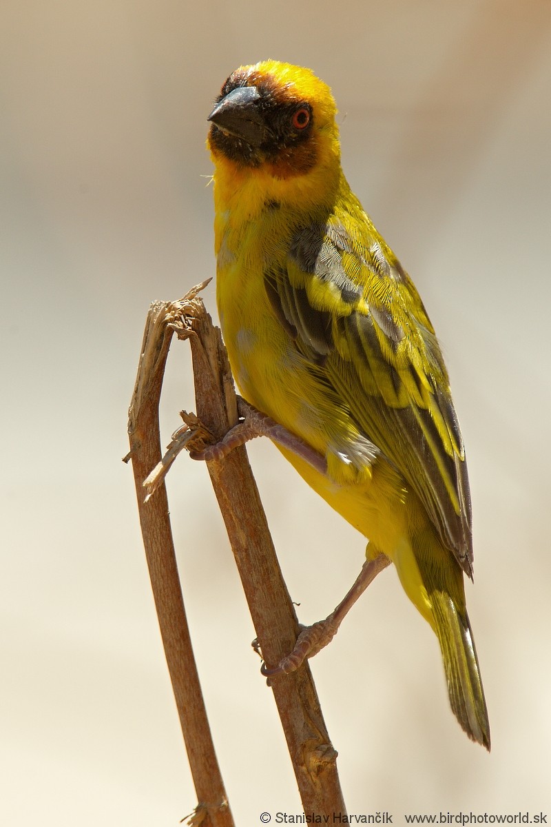 Rüppell's Weaver - ML204386651