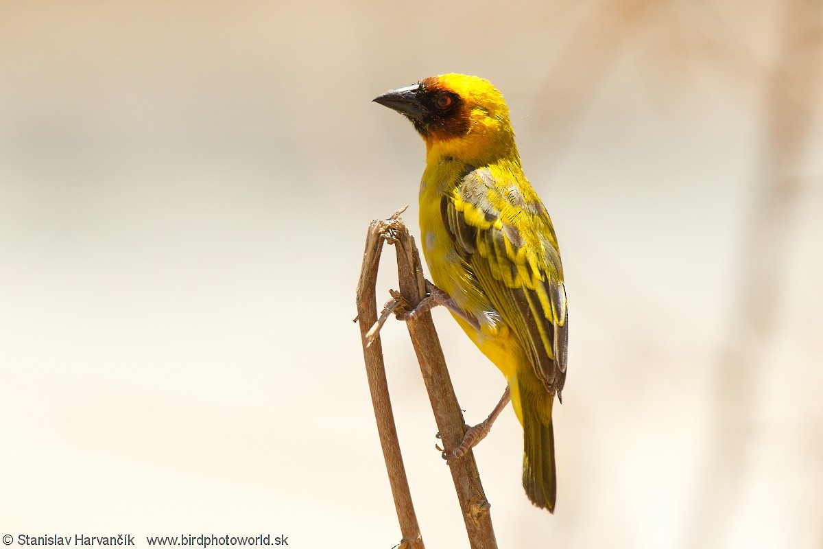 Rüppell's Weaver - ML204386661