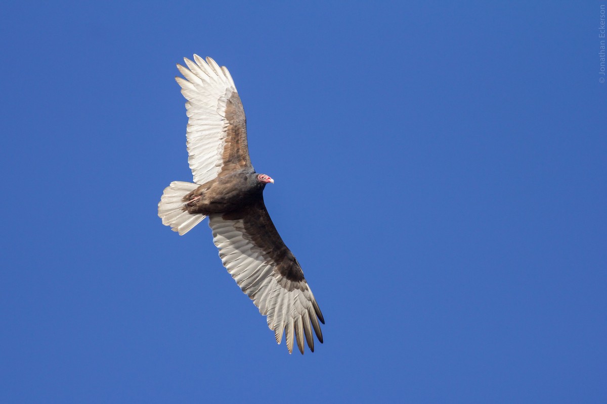 Turkey Vulture - ML20438671