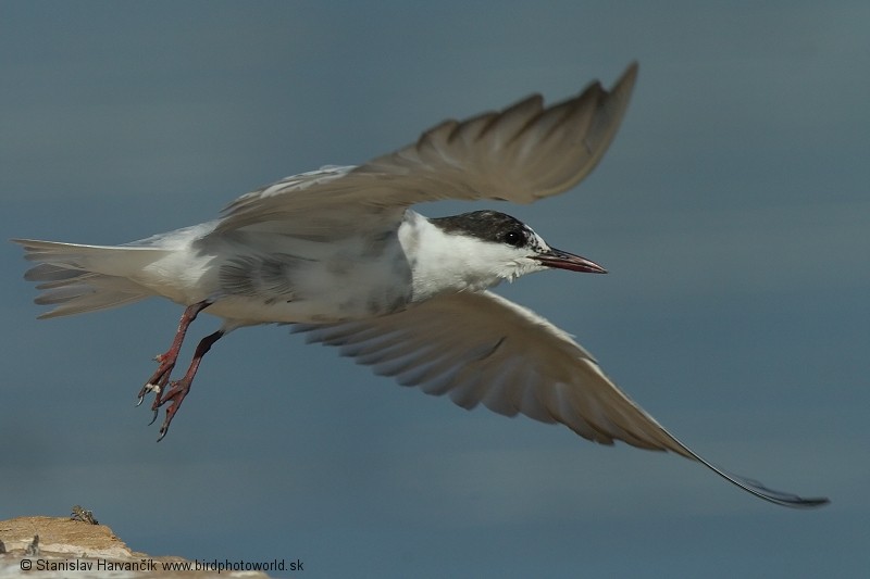 Whiskered Tern - ML204386881