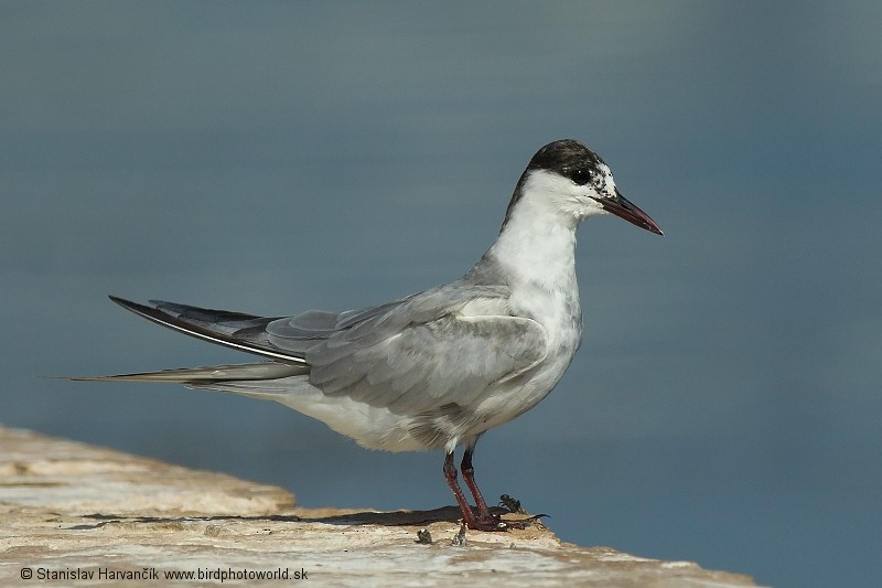 Whiskered Tern - ML204386891