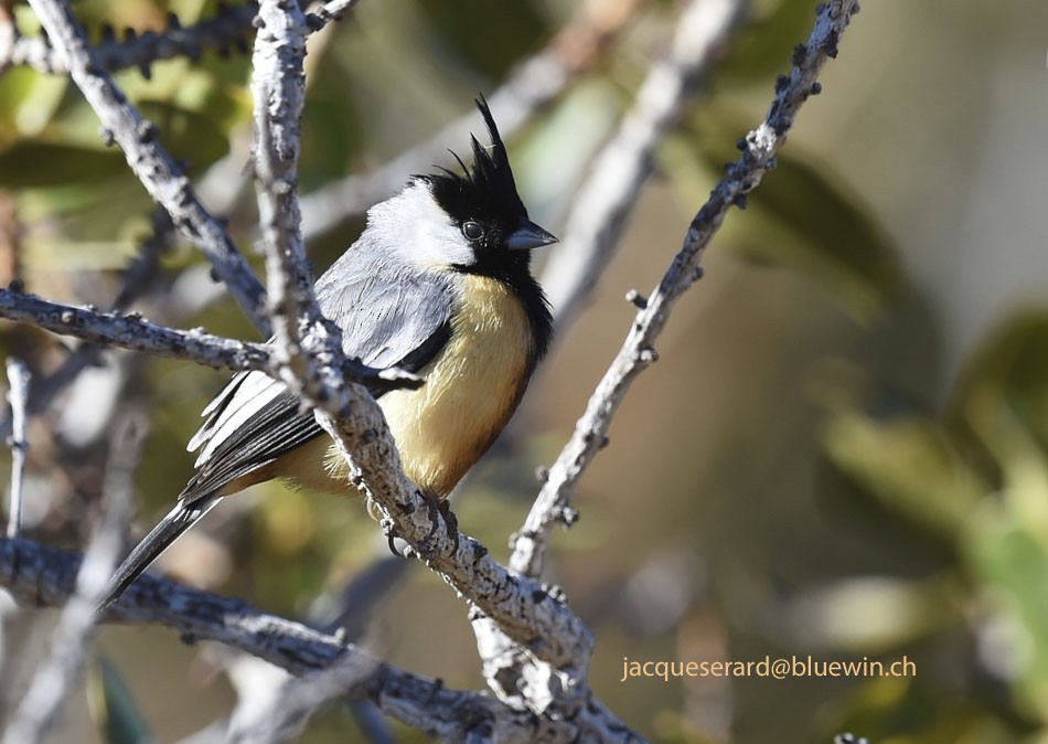 Coal-crested Finch - Jacques Erard