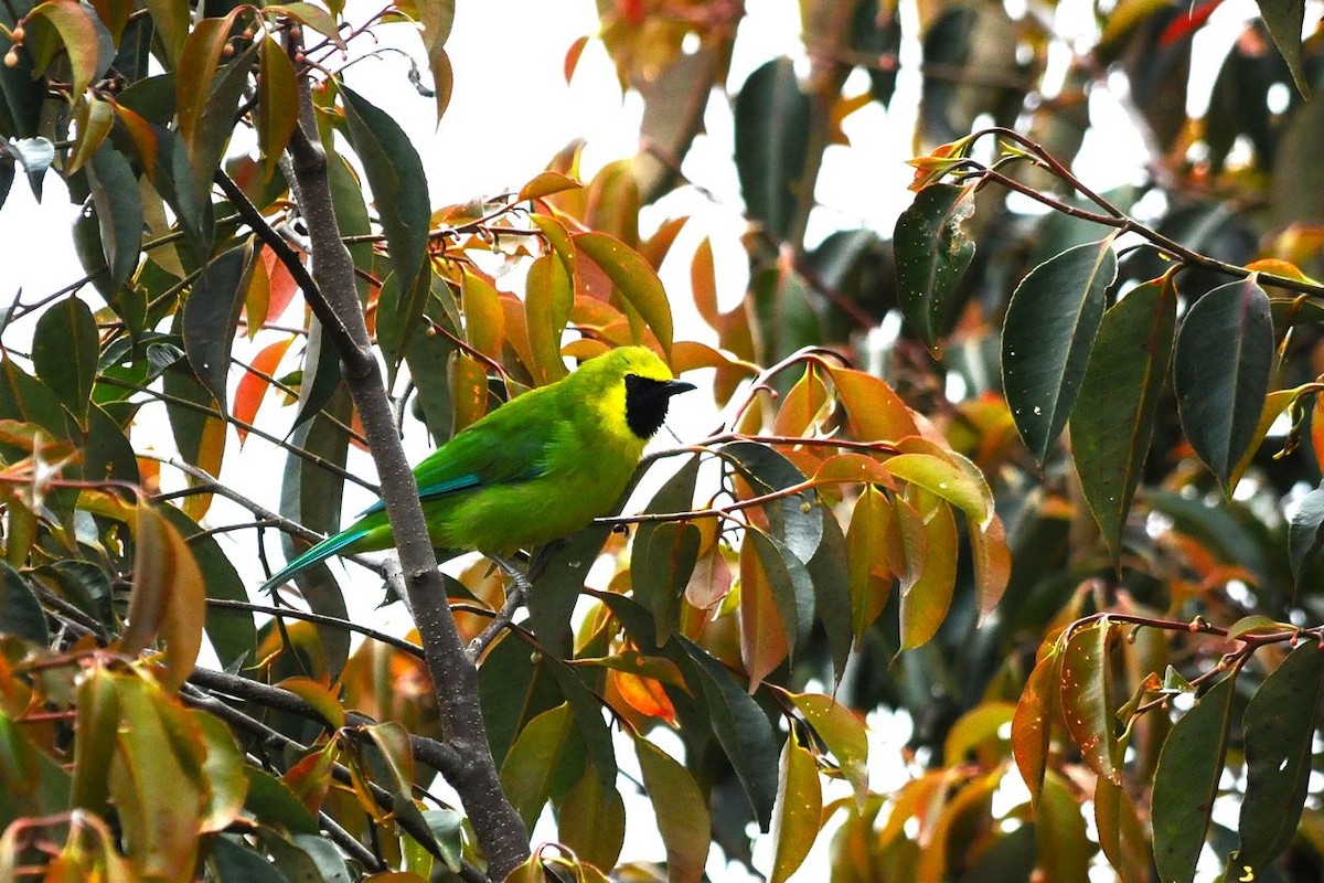Bornean Leafbird - Jacques Erard