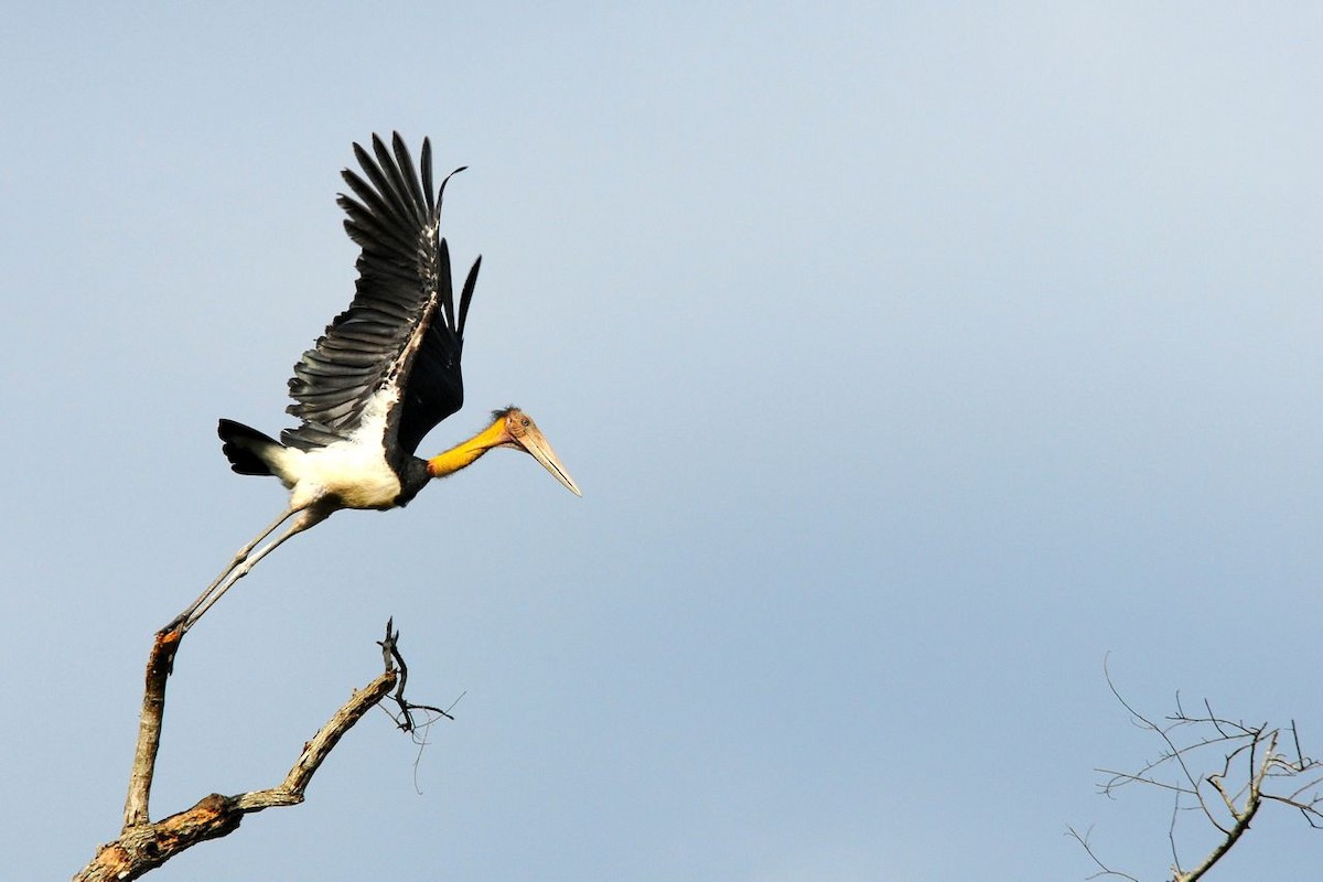 Lesser Adjutant - Jacques Erard