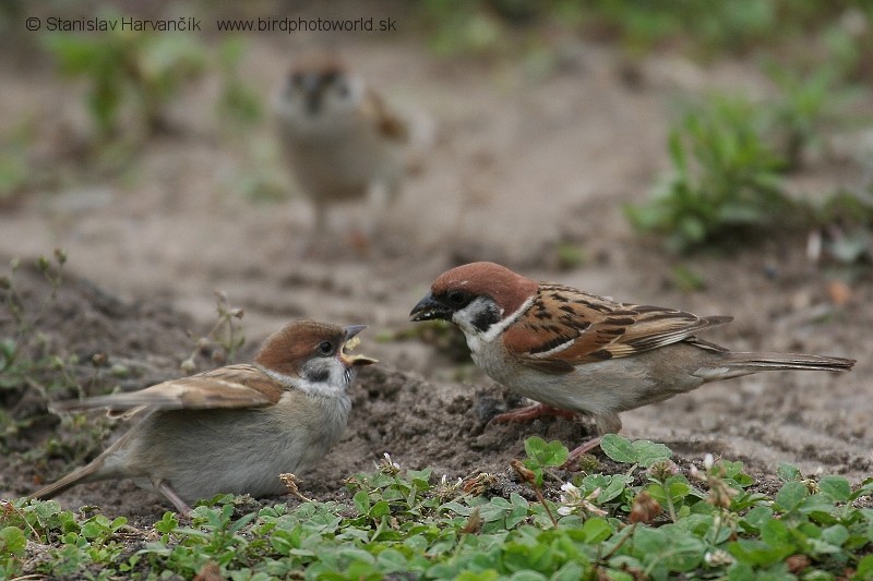 Eurasian Tree Sparrow - Stanislav Harvančík