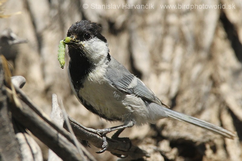 Great Tit (Turkestan) - Stanislav Harvančík
