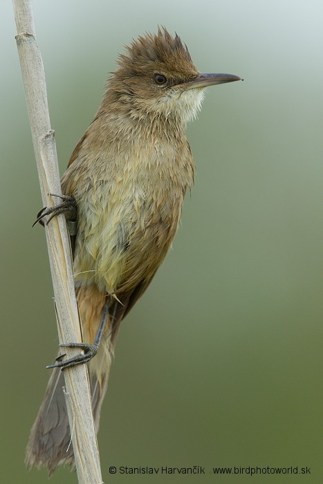 Clamorous Reed Warbler - ML204387811