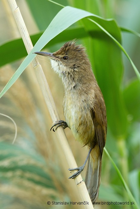 Clamorous Reed Warbler - ML204387821