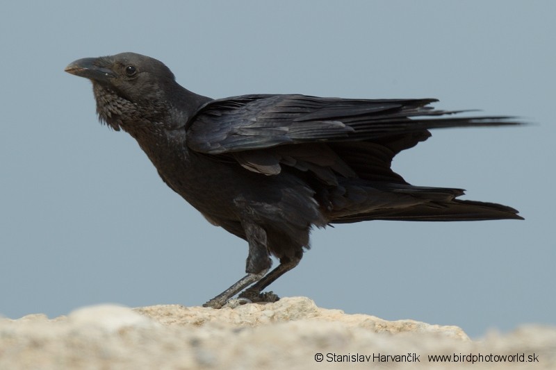 Corbeau à queue courte - ML204387941