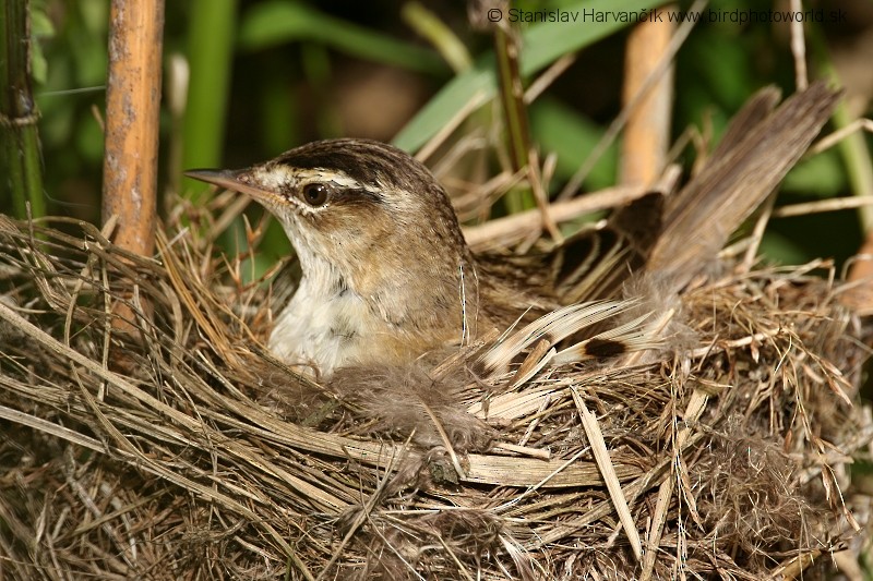 Sedge Warbler - ML204388691