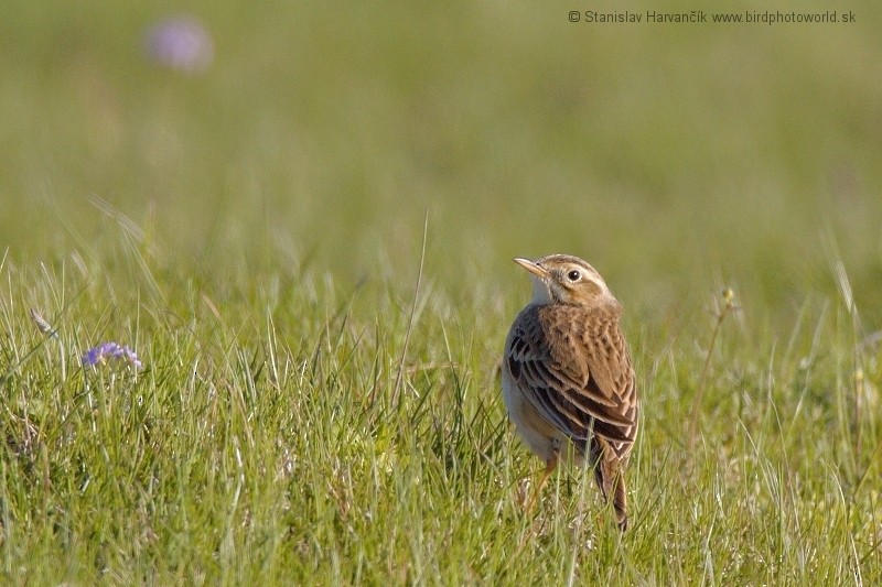 Richard's Pipit - ML204388841