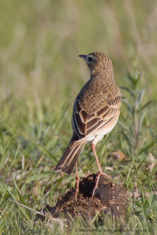 Richard's Pipit - ML204388851