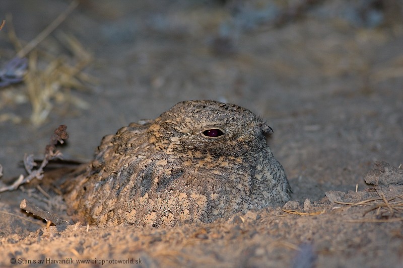 Sykes's Nightjar - Stanislav Harvančík