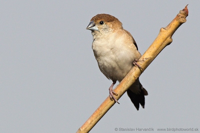 Indian Silverbill - Stanislav Harvančík