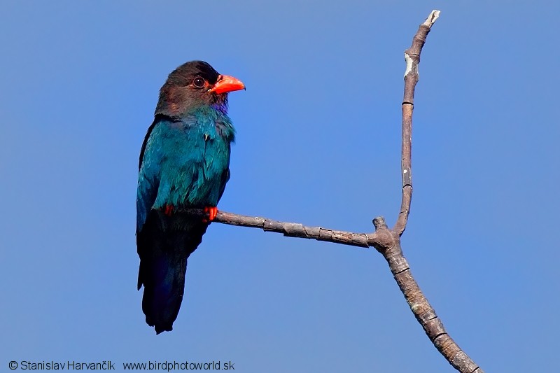 Dollarbird - Stanislav Harvančík