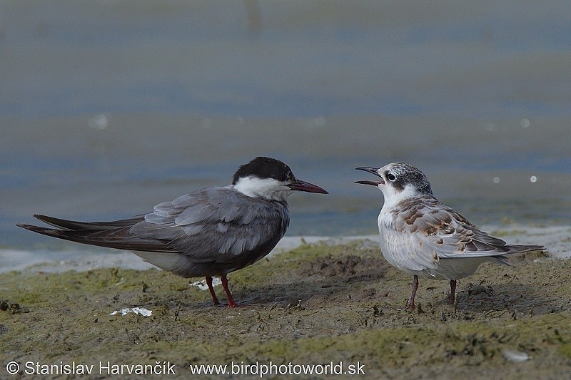 Whiskered Tern - ML204389871