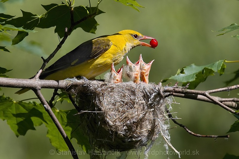 Eurasian Golden Oriole - ML204389971