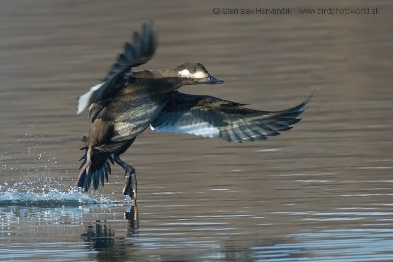 Velvet Scoter - ML204390061