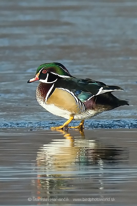 Wood Duck - ML204390111