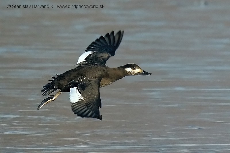 Velvet Scoter - Stanislav Harvančík