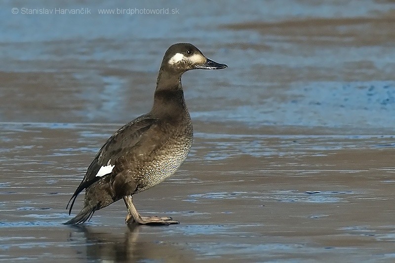 Velvet Scoter - ML204390181