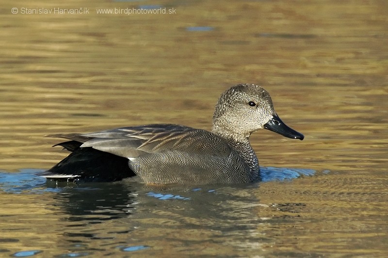 Gadwall (Common) - ML204390221