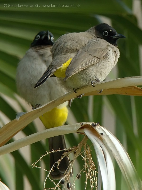 White-spectacled Bulbul - ML204390861