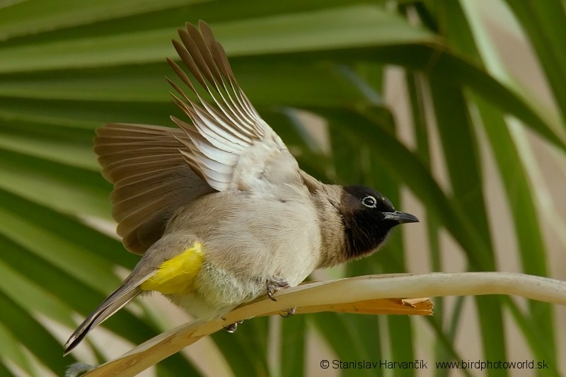 White-spectacled Bulbul - ML204390871