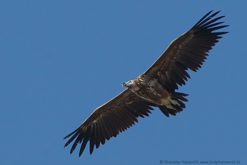 Lappet-faced Vulture - Stanislav Harvančík