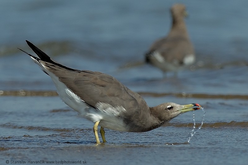 Sooty Gull - ML204391041