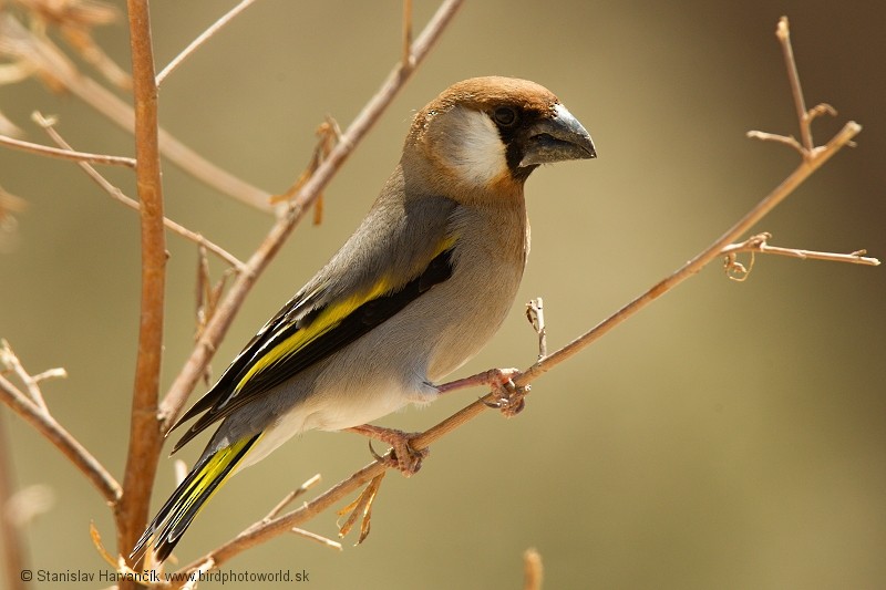 Arabian Grosbeak - ML204391091