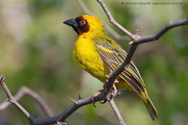 Rüppell's Weaver - ML204391101