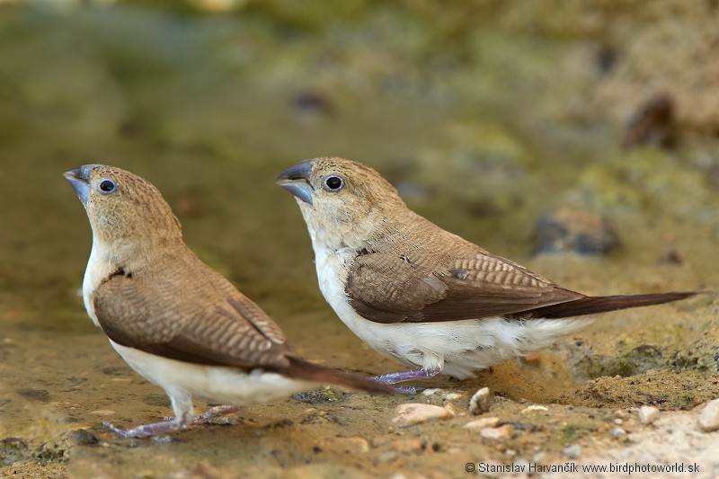 African Silverbill - ML204391121