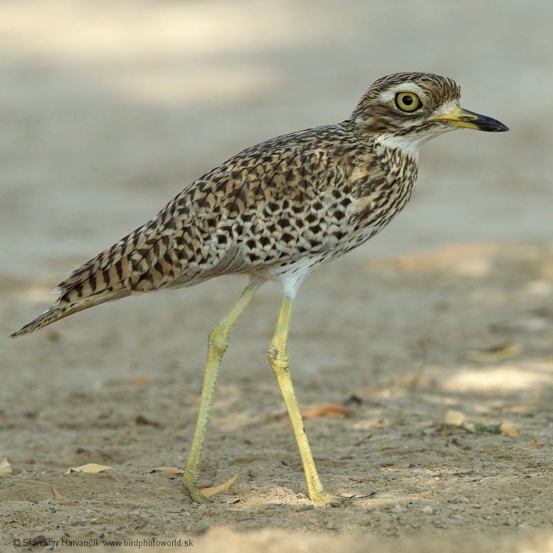 Spotted Thick-knee - Stanislav Harvančík