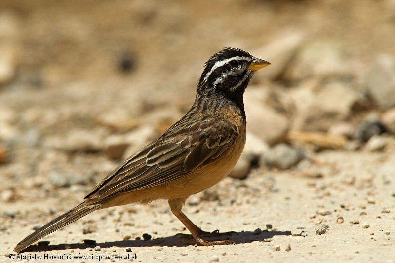 Cinnamon-breasted Bunting - ML204391141