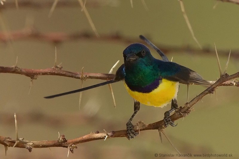 Nile Valley Sunbird - Stanislav Harvančík