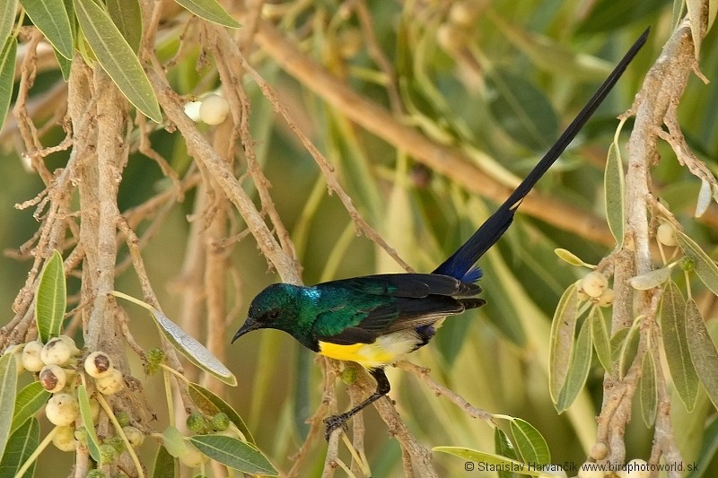 Nile Valley Sunbird - Stanislav Harvančík