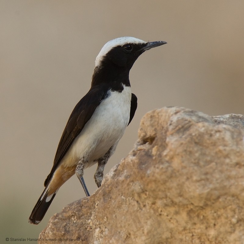 Arabian Wheatear - Stanislav Harvančík