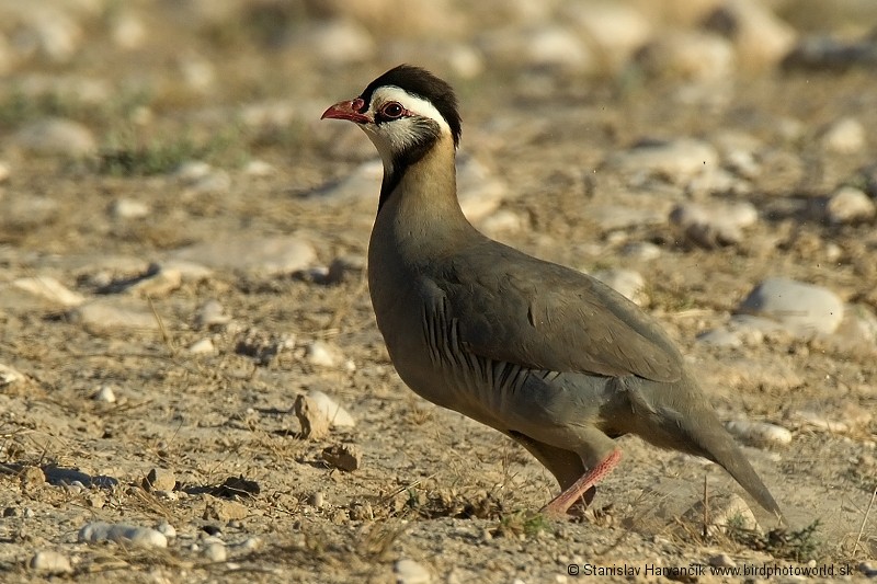 Arabian Partridge - Stanislav Harvančík