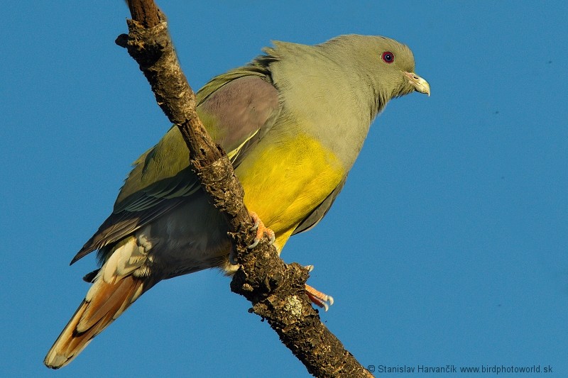 Bruce's Green-Pigeon - ML204391251