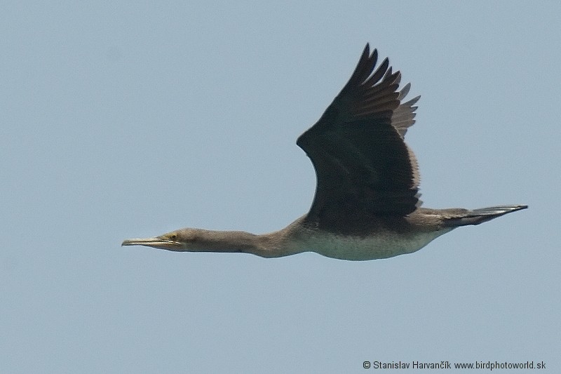 Cormorán de Socotra - ML204391301