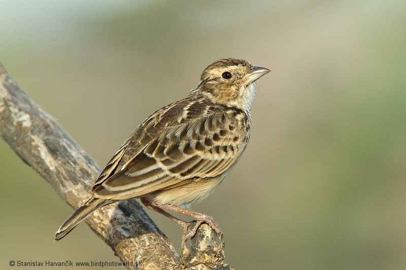 Singing Bushlark (Singing) - ML204391341