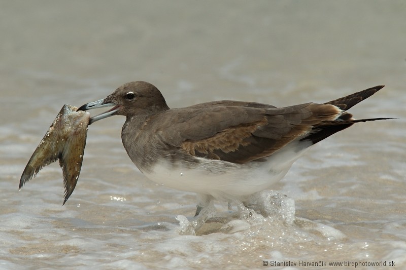 Sooty Gull - ML204391401