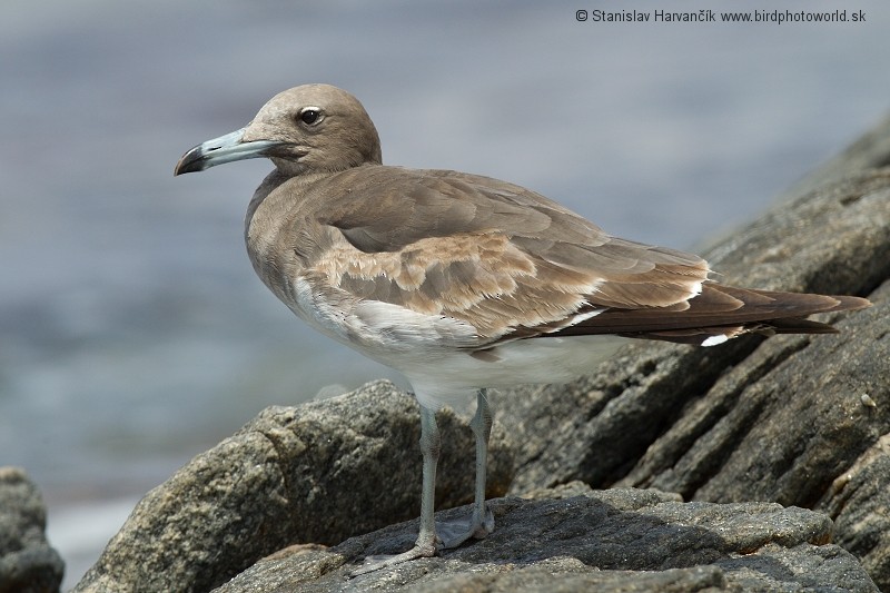 Gaviota Cejiblanca - ML204391411